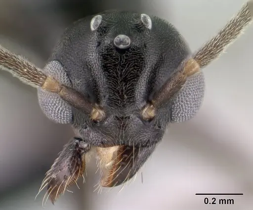 Technomyrmex difficilis specimen CASENT0143675 image casent0143675_2