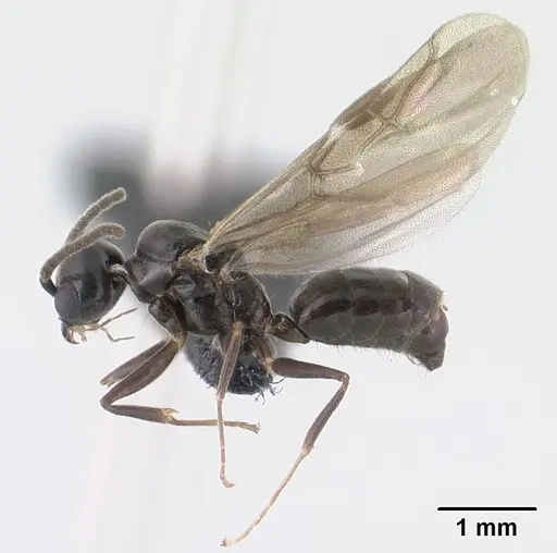 Technomyrmex difficilis specimen CASENT0143675 image casent0143675_3