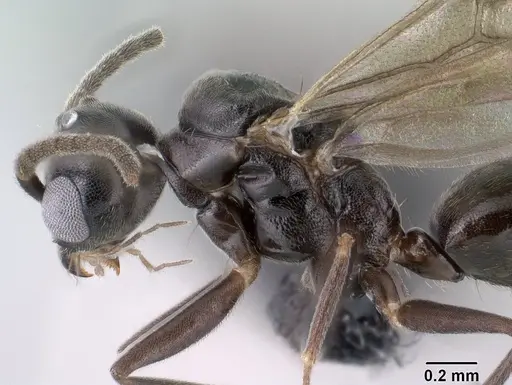 Technomyrmex difficilis specimen CASENT0143675 image casent0143675_4