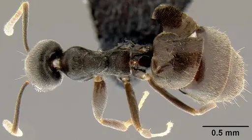 Technomyrmex difficilis specimen CASENT0171131 image casent0171131_1