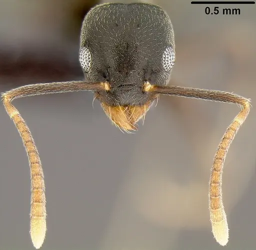Technomyrmex difficilis specimen CASENT0171131 image casent0171131_2