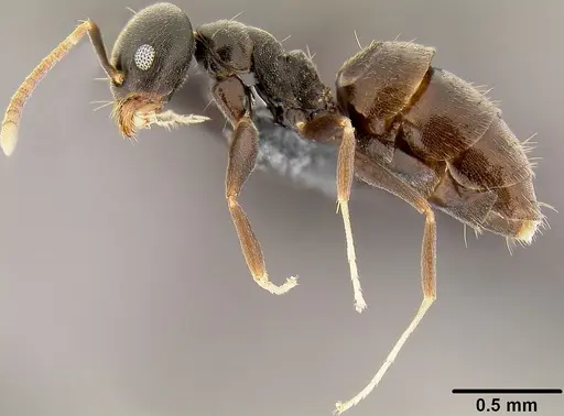 Technomyrmex difficilis specimen CASENT0171131 image casent0171131_3