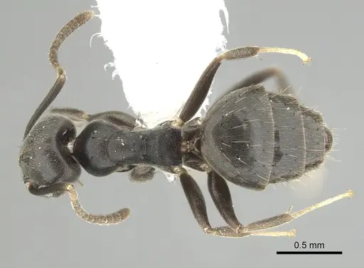 Technomyrmex difficilis specimen CASENT0249781 image casent0249781_1