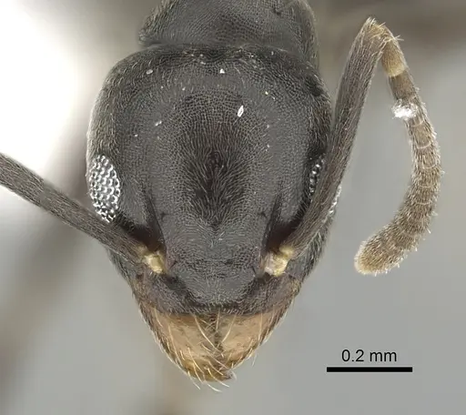 Technomyrmex difficilis specimen CASENT0249781 image casent0249781_2
