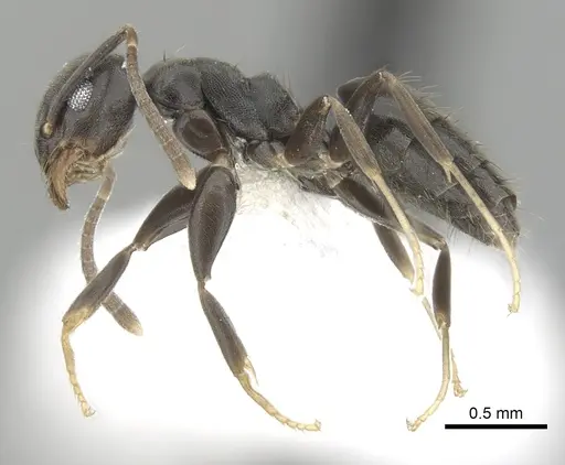 Technomyrmex difficilis specimen CASENT0249781 image casent0249781_3
