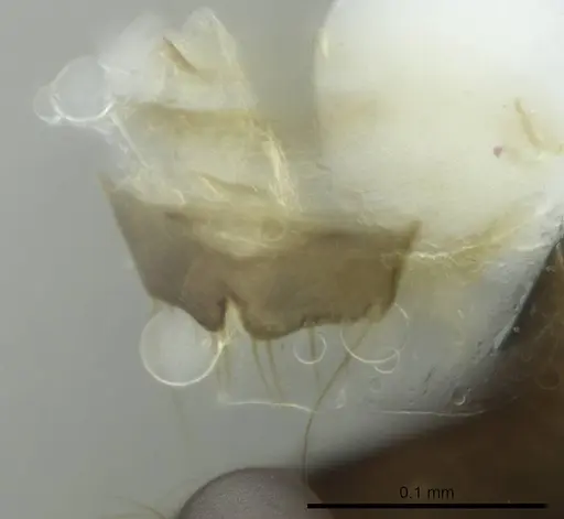 Technomyrmex difficilis specimen CASENT0345020 image casent0345020_1