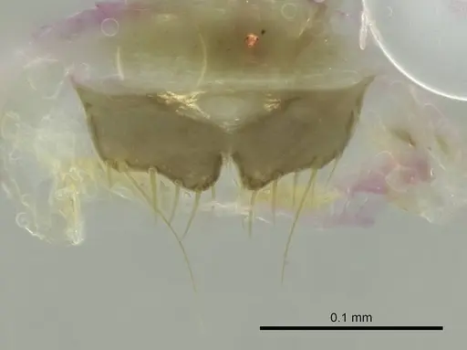 Technomyrmex difficilis specimen CASENT0345021 image casent0345021_1