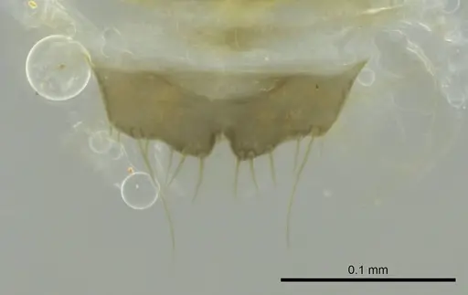 Technomyrmex difficilis specimen CASENT0345022 image casent0345022_1