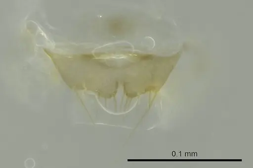 Technomyrmex difficilis specimen CASENT0345023 image casent0345023_1