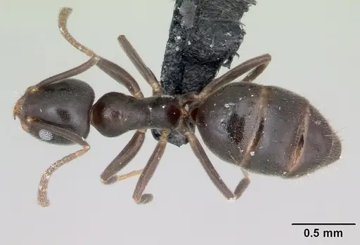 Technomyrmex difficilis specimen CASENT0419034 image casent0419034_1