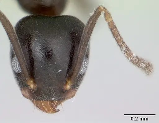 Technomyrmex difficilis specimen CASENT0419034 image casent0419034_2