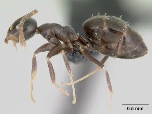 Technomyrmex difficilis specimen CASENT0419034 image casent0419034_3