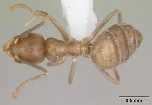 Technomyrmex difficilis specimen CASENT0419194 image casent0419194_1