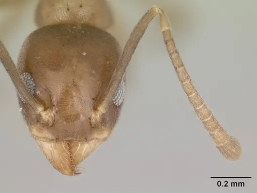 Technomyrmex difficilis specimen CASENT0419194 image casent0419194_2