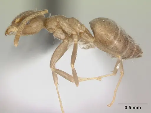 Technomyrmex difficilis specimen CASENT0419194 image casent0419194_3