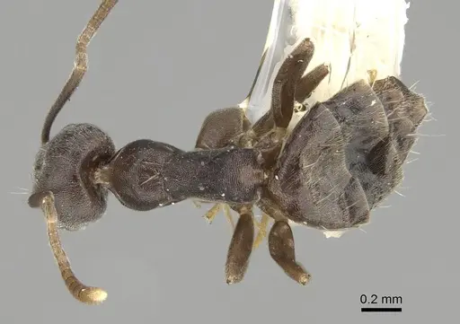 Technomyrmex difficilis specimen CASENT0919863 image casent0919863_1