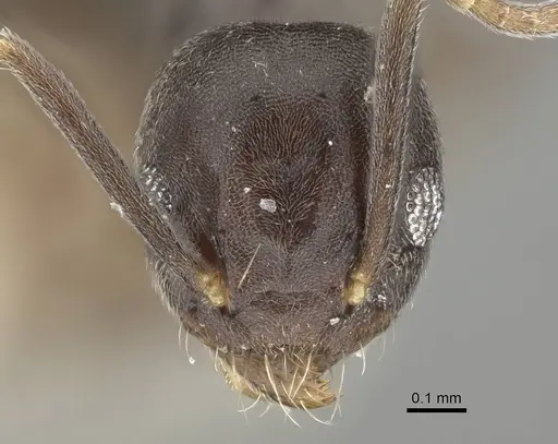 Technomyrmex difficilis specimen CASENT0919863 image casent0919863_2