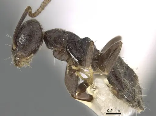 Technomyrmex difficilis specimen CASENT0919863 image casent0919863_3