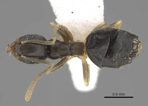Technomyrmex difficilis specimen CASENT0922887 image casent0922887_1