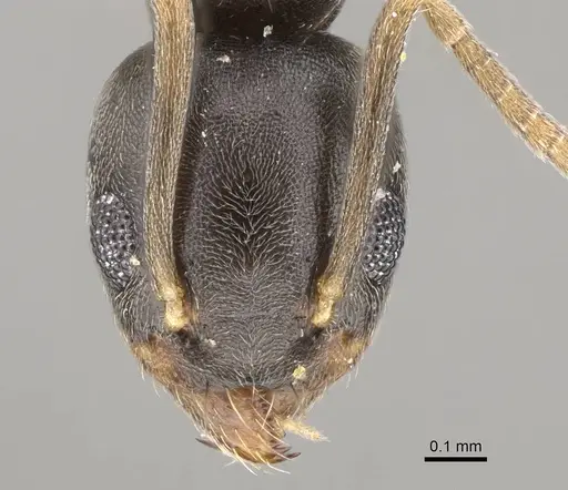 Technomyrmex difficilis specimen CASENT0922887 image casent0922887_2