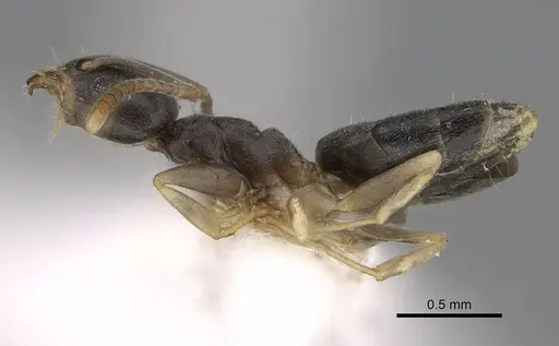 Technomyrmex difficilis specimen CASENT0922887 image casent0922887_3