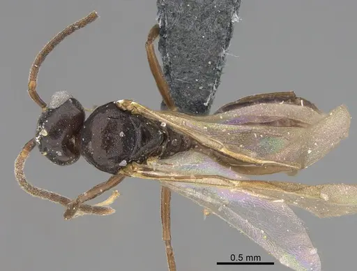 Technomyrmex difficilis specimen CASENT4025045 image casent4025045_1