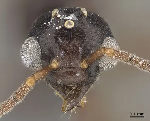 Technomyrmex difficilis specimen CASENT4025045 image casent4025045_2