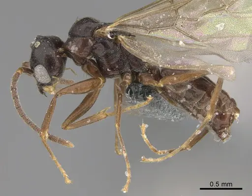 Technomyrmex difficilis specimen CASENT4025045 image casent4025045_3