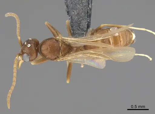 Technomyrmex difficilis specimen CASENT4025461 image casent4025461_1