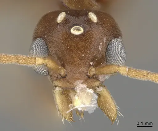 Technomyrmex difficilis specimen CASENT4025461 image casent4025461_2