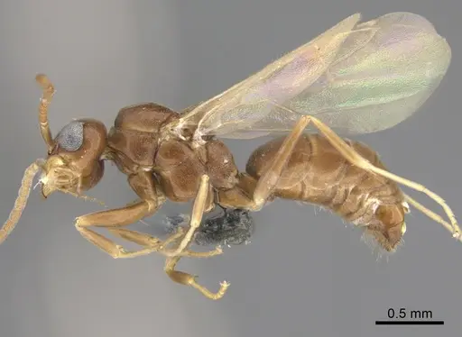Technomyrmex difficilis specimen CASENT4025461 image casent4025461_3