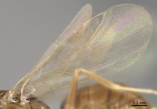 Technomyrmex difficilis specimen CASENT4025461 image casent4025461_4