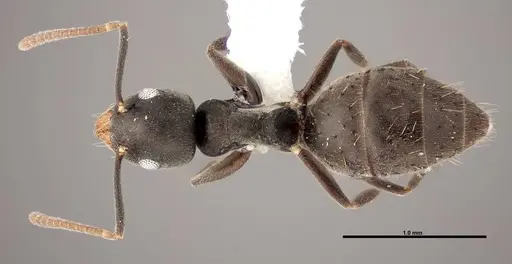 Technomyrmex difficilis specimen FMNHINS0000078517 image fmnhins0000078517_1