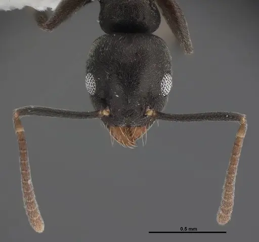 Technomyrmex difficilis specimen FMNHINS0000078517 image fmnhins0000078517_2
