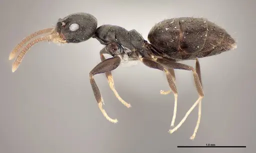 Technomyrmex difficilis specimen FMNHINS0000078517 image fmnhins0000078517_3