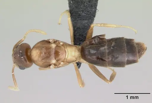 Technomyrmex docens specimen CASENT0069938 image casent0069938_1