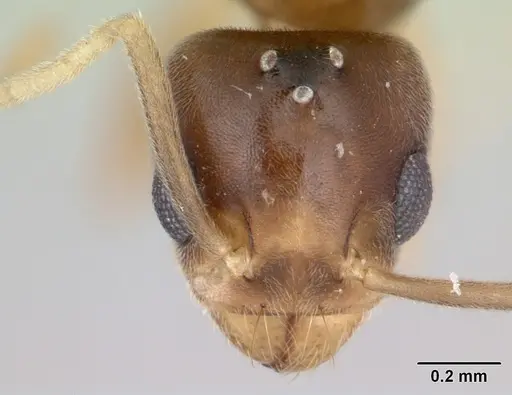 Technomyrmex docens specimen CASENT0069938 image casent0069938_2