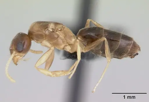 Technomyrmex docens specimen CASENT0069938 image casent0069938_3