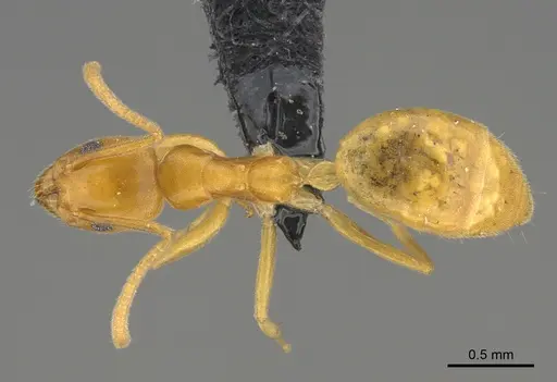 Technomyrmex docens specimen CASENT0236083 image casent0236083_1