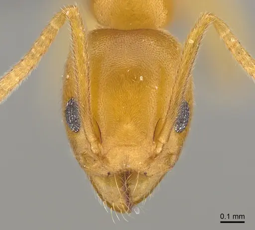 Technomyrmex docens specimen CASENT0236083 image casent0236083_2
