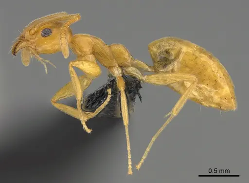 Technomyrmex docens specimen CASENT0236083 image casent0236083_3