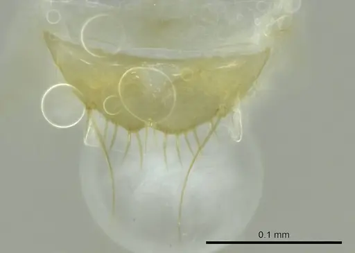 Technomyrmex docens specimen CASENT0345027 image casent0345027_1