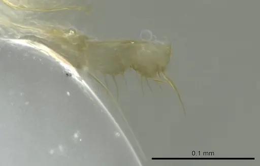 Technomyrmex docens specimen CASENT0345028 image casent0345028_1