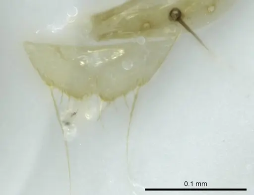 Technomyrmex docens specimen CASENT0345029 image casent0345029_1