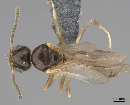 Technomyrmex docens specimen CASENT0369671 image casent0369671_1