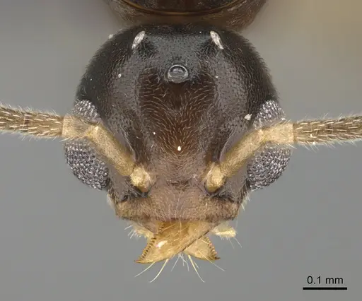 Technomyrmex docens specimen CASENT0369671 image casent0369671_2