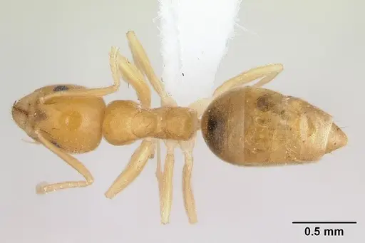 Technomyrmex docens specimen CASENT0435450 image casent0435450_1