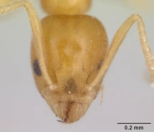 Technomyrmex docens specimen CASENT0435450 image casent0435450_2