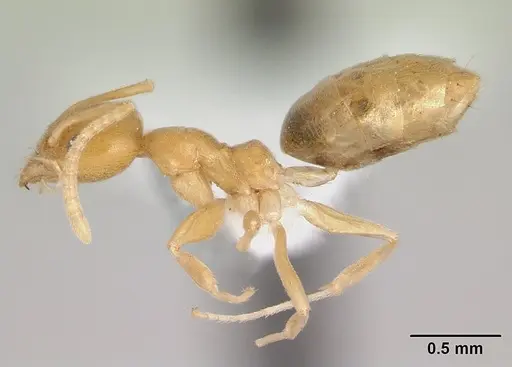 Technomyrmex docens specimen CASENT0435450 image casent0435450_3