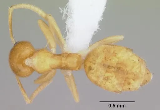 Technomyrmex docens specimen CASENT0439766 image casent0439766_1